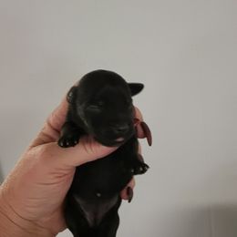 Yorkshire Terrier Puppies from Glitter And Glitz Yorkies