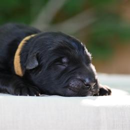 Falko - Black male German Shepherd puppy in Nacogdoches, Texas from Vom Hausgladfel