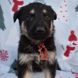 Red Boy - Black and tan male German Shepherd puppy in Grants Pass, Oregon from Granville German Shepherds