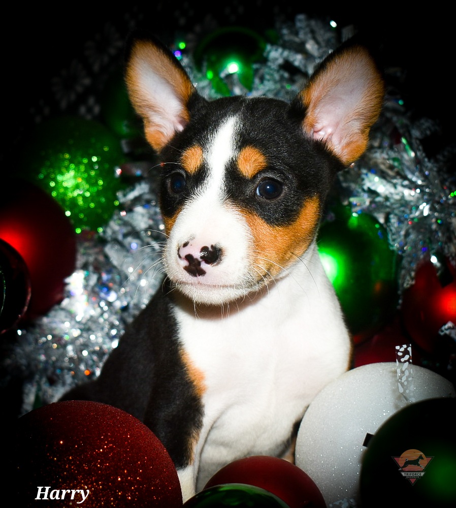 Harry - Tri-color male Basenji puppy in San Diego, California from Triforce Basenjis