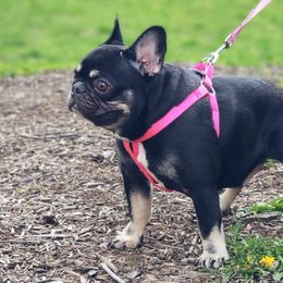 French Bulldogs and Poodles from Poos&Bulls Keepsake