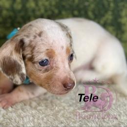 Tele - Dapple female Dachshund puppy in Lexington, Oklahoma from BooneDox Miniature Dachshunds