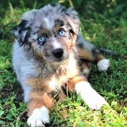 Miniature American Shepherd Puppies from Eagles Landing Miniature American Shepherds