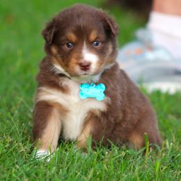 Shelby - Red tri-color female Australian Shepherd puppy in Cookeville, Tennessee from Spring Creek Aussies