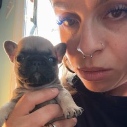 Tiny girl - Fawn and white female French Bulldog puppy in Roanoke Rapids, North Carolina from Ferrell’s Frenchies