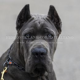 Cane Corso All Grown Up from FIDECORE