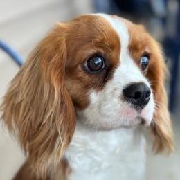 Alice - Cavalier King Charles Spaniel