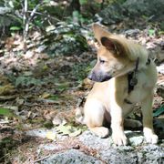 Chinook Puppies from Ferncroft Chinooks