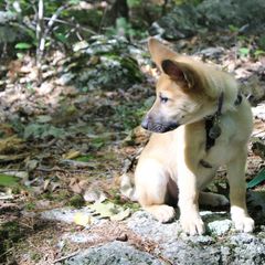 Chinook Puppies from Ferncroft Chinooks