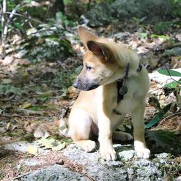 Chinook Puppies from Ferncroft Chinooks