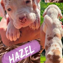 HAZEL - Chocolate and white female Great Dane puppy in Wellsville, New York from Prophecy Danes