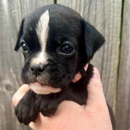 Light Pink - Rose - Brindle female Boxer puppy in Watervliet, New York from Shamrock's Boxers