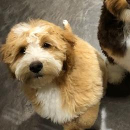 Maz - Goldendoodle