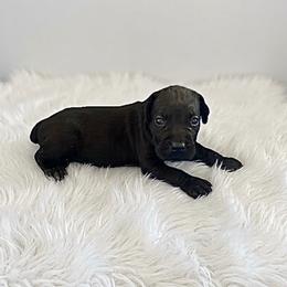 Bruno - Black brindle male Cane Corso puppy in Trenton, Texas from Trained To Go Corso Kennels (T.T.G. Corso Kennels)