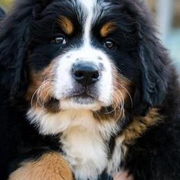 Bernese Mountain Dogs from Jura BMD