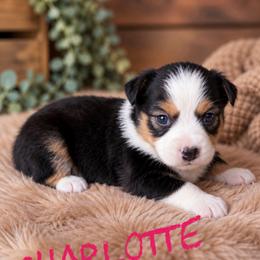 Charlotte - Black tri female Miniature American Shepherd puppy in Sanger, California from Flying M Cactus Ranch Buddies
