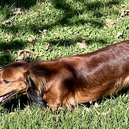 Dachshunds from High Country Kennels