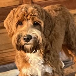 Duke - Australian Labradoodle