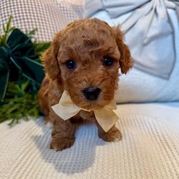 Theodore James - male Cavapoochon puppy in Lucas, Ohio from Apricot Lane Puppy