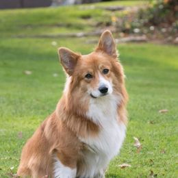 benji - Pembroke Welsh Corgi