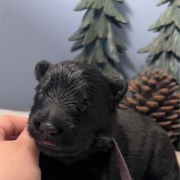 Purple collar - Black female German Shepherd puppy in Marion, Ohio from Legacy K9’s