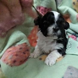 Girl 1 - Black and white Havanese puppy in Montrose, Colorado from Gnomies Furry Friends