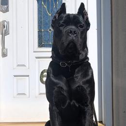 Cane Corso Puppies from Central Jersey K9
