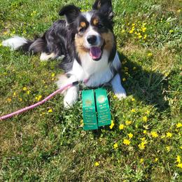 Spice - Border Collie