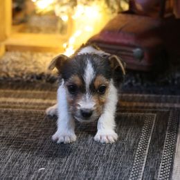Marcus - Tri-color male Jack Russell Terrier puppy in West Bend, Iowa from Blue Skies Terriers