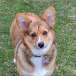 Maple - Pembroke Welsh Corgi
