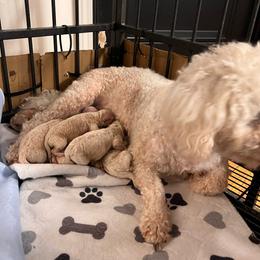Boy 2 - Apricot male Cavachon puppy in Fairmont, West Virginia from Robin Nelson