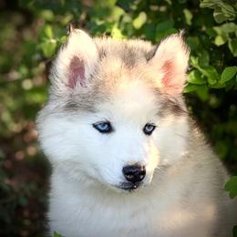 Pomsky and Siberian Husky Puppies from A-Dream Pomsky Kennel