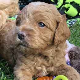 Cavachon, Cavalier King Charles Spaniel, and Cavapoo Puppies from Comfort Cavs
