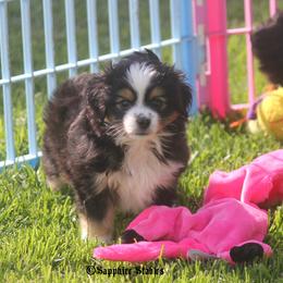 Miniature Australian Shepherd and Toy Australian Shepherd Puppies from Sapphire Stables