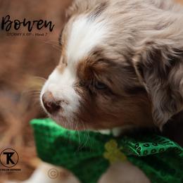 Australian Shepherd, Miniature American Shepherd, Miniature Australian Shepherd, and Toy Australian Shepherd Puppies from TK Standard, Mini, & Toy Aussies