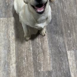 Labrador Retriever Puppies from A. Hansen Labradors
