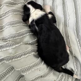 Brown - Black and white male Sheepadoodle puppy in Kissimmee, Florida from Sunflower Family Farms