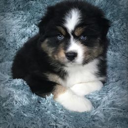 Australian Shepherd Puppies from Cahaba Australian Shepherds