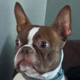 Gizmo - Boston Terrier