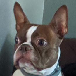 Gizmo - Boston Terrier