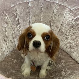 Poodle Puppies from Kinderpoodlesutah