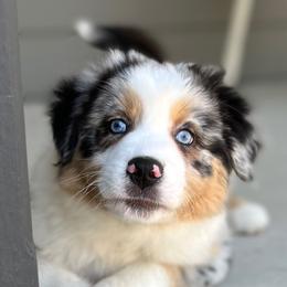 Australian Shepherd Puppies from Peacock’s Pride Australian Shepherds