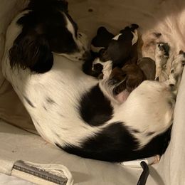 Dachshund Puppies from Bella’s Puppies