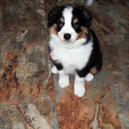 Miniature Australian Shepherd Puppies from Mini Aussie Tails