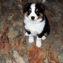 Miniature Australian Shepherd Puppies from Mini Aussie Tails