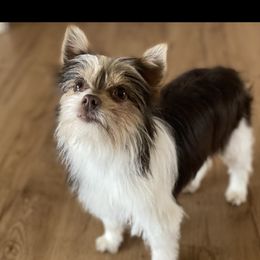 Onix - Yorkshire Terrier