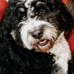 Bernedoodles from Pavey’s Doodle & Berner Babies