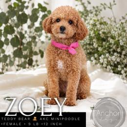 Zoey - Poodle