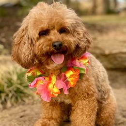 Maui - Goldendoodle