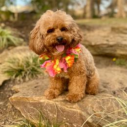 Maui - Goldendoodle